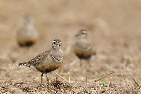 Mornellregenpfeifer (Charadrius morinellus)