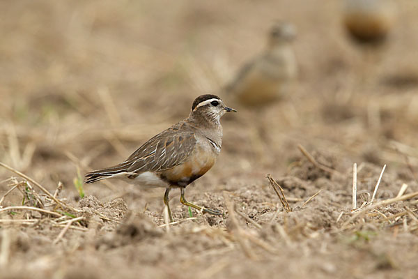 Mornellregenpfeifer (Charadrius morinellus)