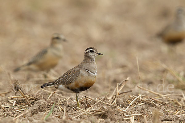 Mornellregenpfeifer (Charadrius morinellus)