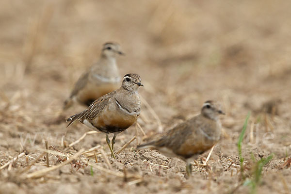 Mornellregenpfeifer (Charadrius morinellus)