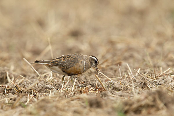 Mornellregenpfeifer (Charadrius morinellus)