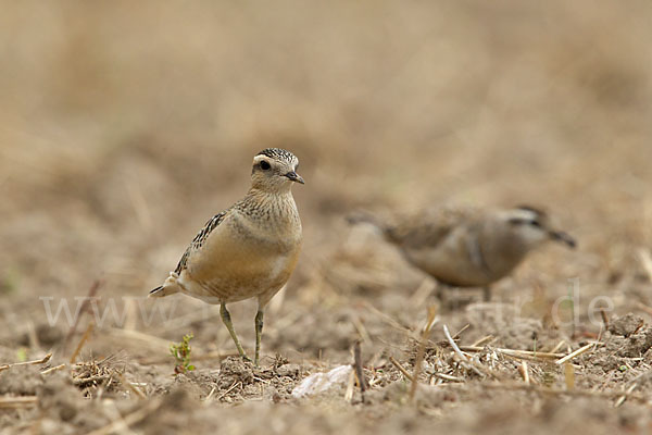 Mornellregenpfeifer (Charadrius morinellus)