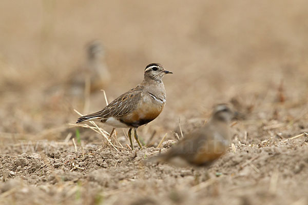 Mornellregenpfeifer (Charadrius morinellus)