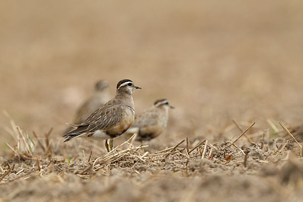 Mornellregenpfeifer (Charadrius morinellus)