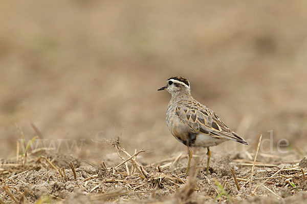 Mornellregenpfeifer (Charadrius morinellus)