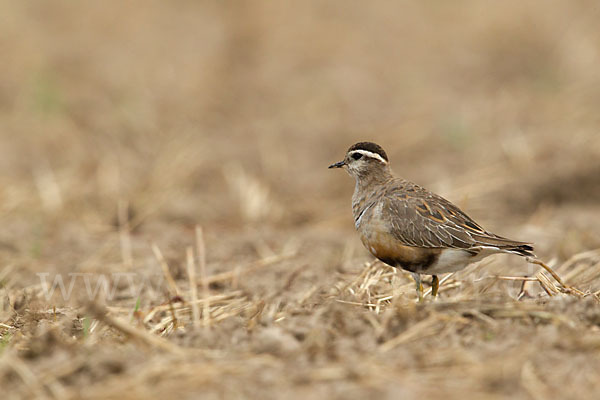 Mornellregenpfeifer (Charadrius morinellus)