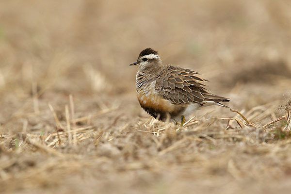 Mornellregenpfeifer (Charadrius morinellus)