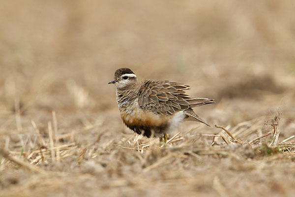 Mornellregenpfeifer (Charadrius morinellus)