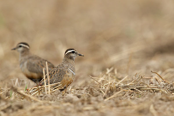 Mornellregenpfeifer (Charadrius morinellus)