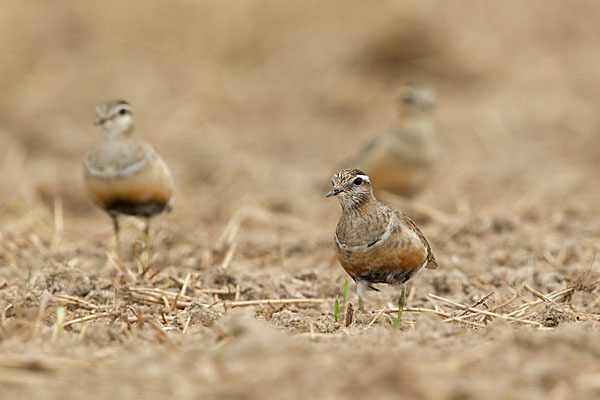 Mornellregenpfeifer (Charadrius morinellus)