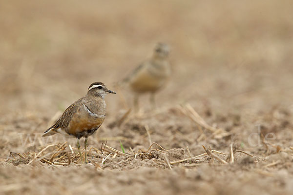 Mornellregenpfeifer (Charadrius morinellus)