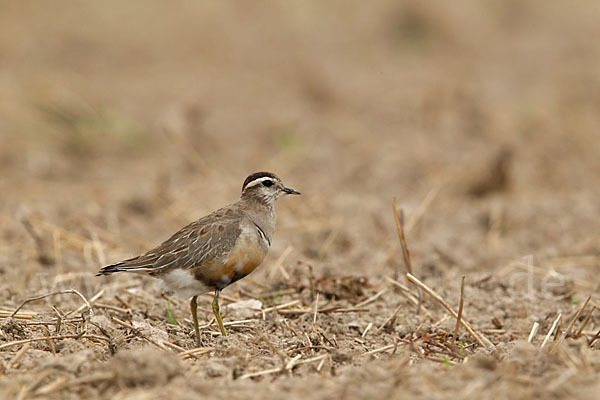 Mornellregenpfeifer (Charadrius morinellus)