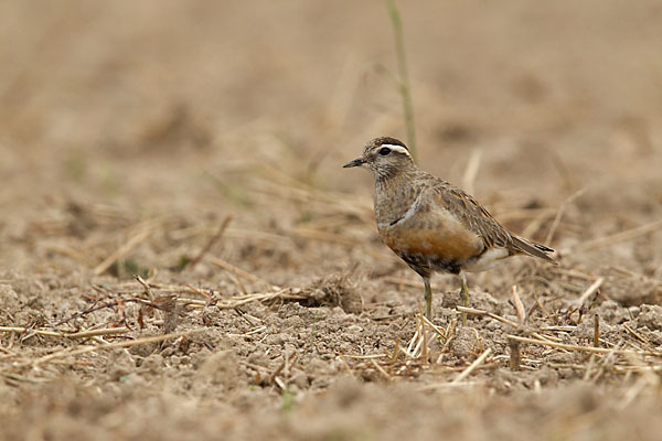 Mornellregenpfeifer (Charadrius morinellus)