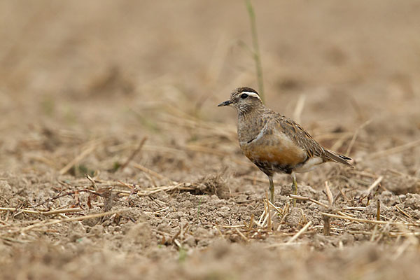 Mornellregenpfeifer (Charadrius morinellus)