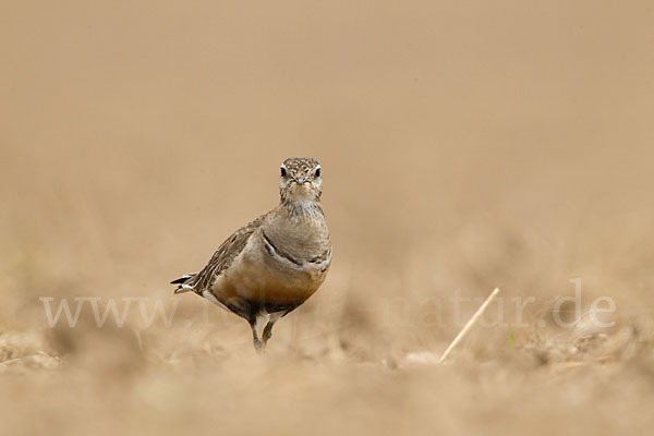 Mornellregenpfeifer (Charadrius morinellus)