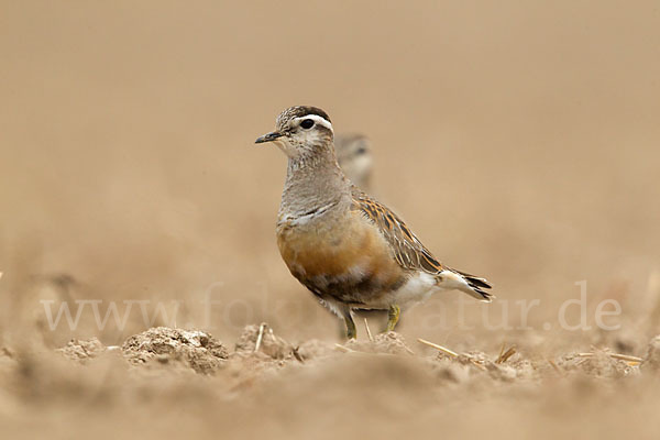 Mornellregenpfeifer (Charadrius morinellus)