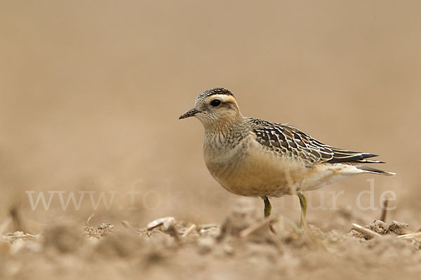 Mornellregenpfeifer (Charadrius morinellus)