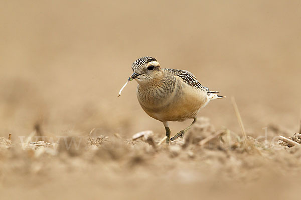 Mornellregenpfeifer (Charadrius morinellus)