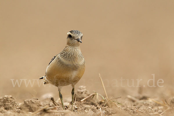 Mornellregenpfeifer (Charadrius morinellus)