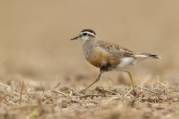 Mornellregenpfeifer (Charadrius morinellus)