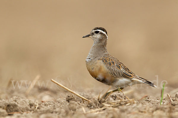 Mornellregenpfeifer (Charadrius morinellus)