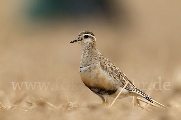 Mornellregenpfeifer (Charadrius morinellus)