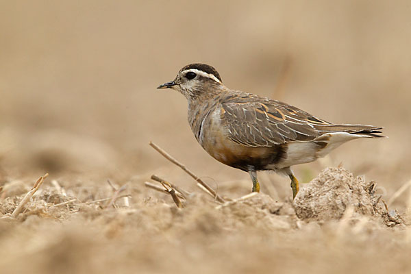 Mornellregenpfeifer (Charadrius morinellus)