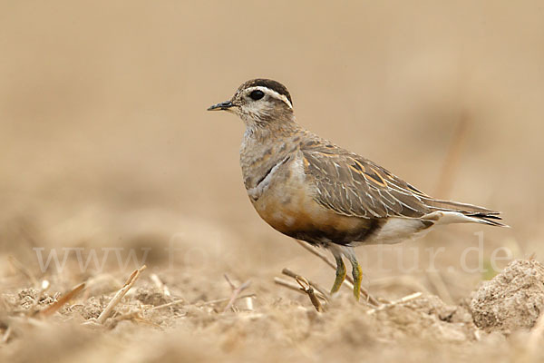 Mornellregenpfeifer (Charadrius morinellus)