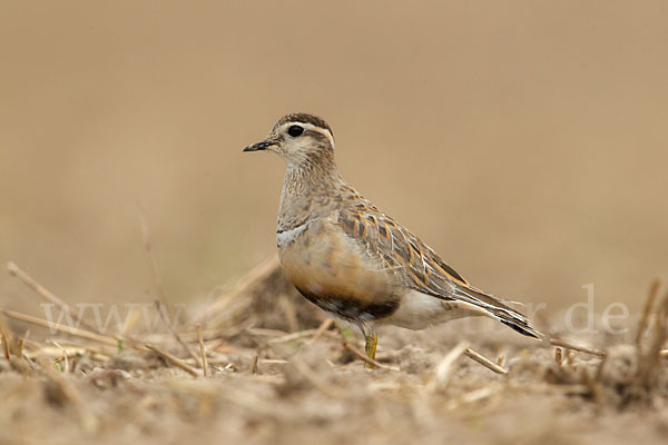 Mornellregenpfeifer (Charadrius morinellus)