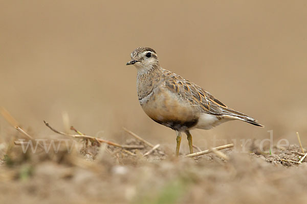 Mornellregenpfeifer (Charadrius morinellus)