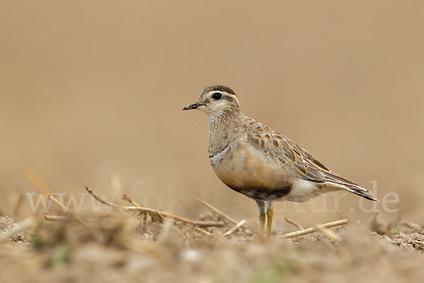 Mornellregenpfeifer (Charadrius morinellus)