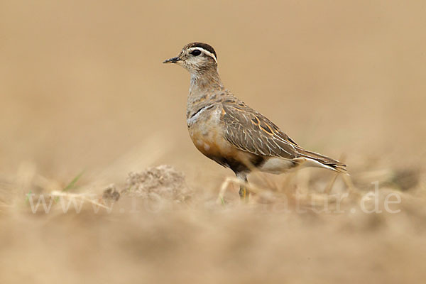 Mornellregenpfeifer (Charadrius morinellus)