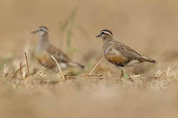 Mornellregenpfeifer (Charadrius morinellus)