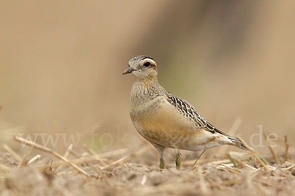 Mornellregenpfeifer (Charadrius morinellus)