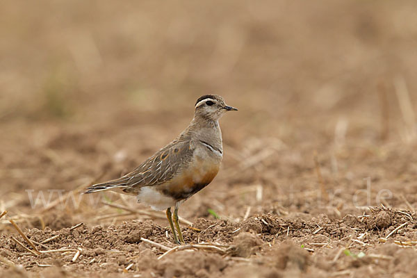 Mornellregenpfeifer (Charadrius morinellus)