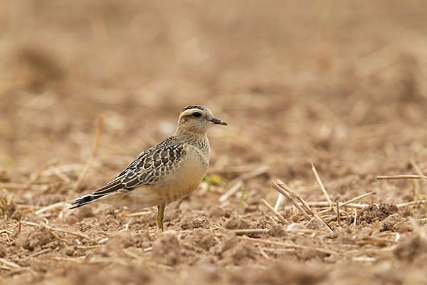 Mornellregenpfeifer (Charadrius morinellus)