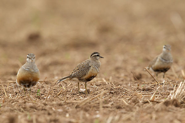 Mornellregenpfeifer (Charadrius morinellus)