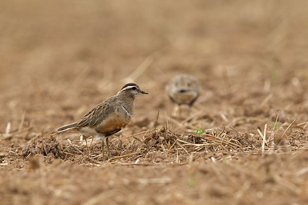 Mornellregenpfeifer (Charadrius morinellus)