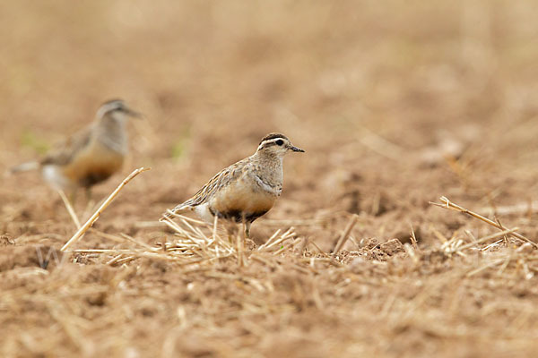 Mornellregenpfeifer (Charadrius morinellus)