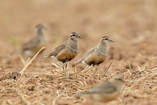 Mornellregenpfeifer (Charadrius morinellus)