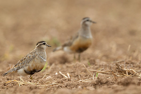 Mornellregenpfeifer (Charadrius morinellus)