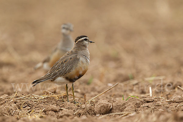 Mornellregenpfeifer (Charadrius morinellus)