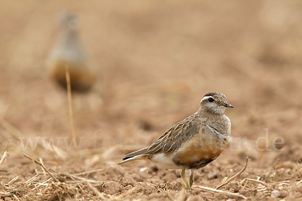 Mornellregenpfeifer (Charadrius morinellus)