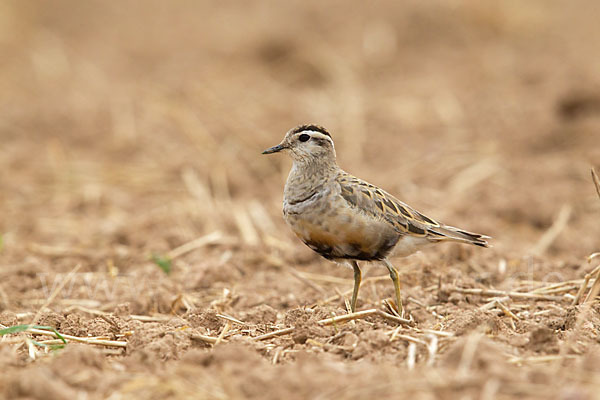 Mornellregenpfeifer (Charadrius morinellus)