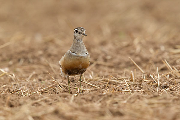 Mornellregenpfeifer (Charadrius morinellus)