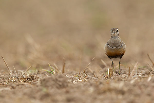 Mornellregenpfeifer (Charadrius morinellus)