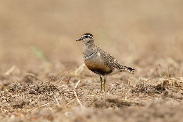 Mornellregenpfeifer (Charadrius morinellus)