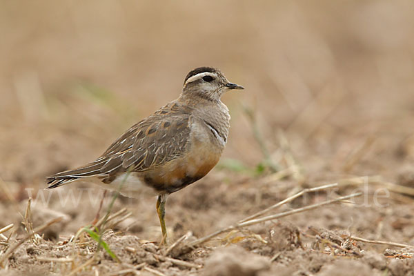 Mornellregenpfeifer (Charadrius morinellus)