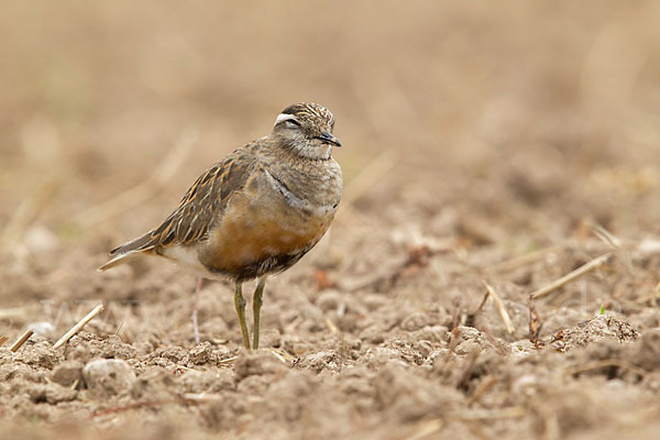 Mornellregenpfeifer (Charadrius morinellus)