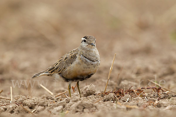 Mornellregenpfeifer (Charadrius morinellus)